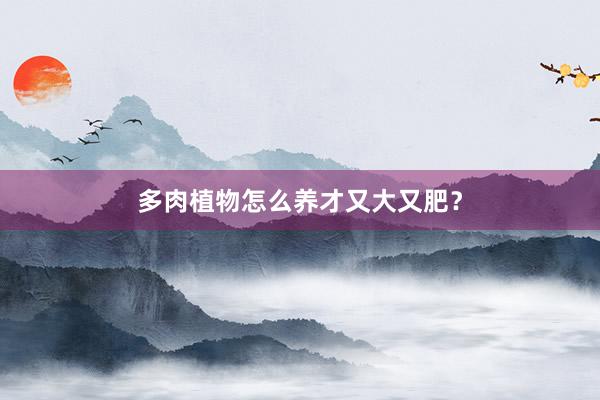多肉植物怎么养才又大又肥？
